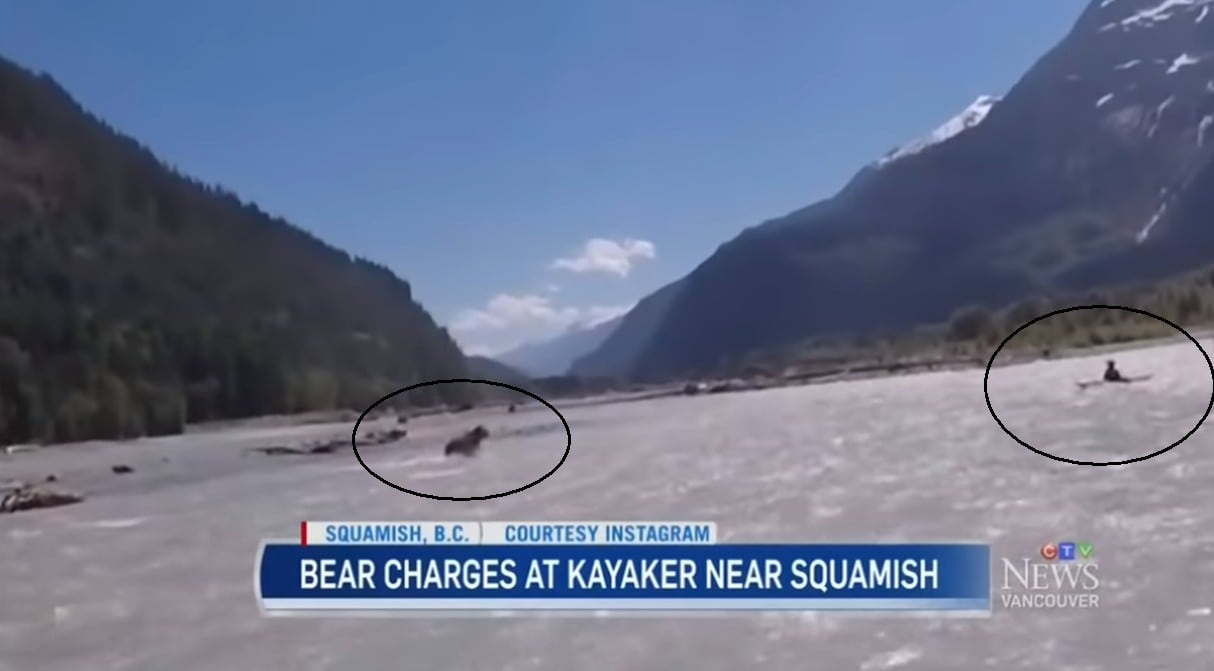 Un hombre salvó su vida de salvaje ataque de un oso en Canadá