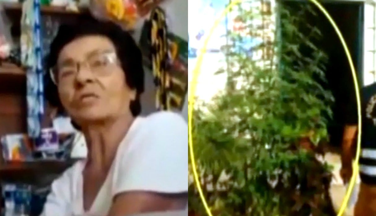 Policía interviene a anciana que tenía planta de marihuana de más de 2 metros en su jardín