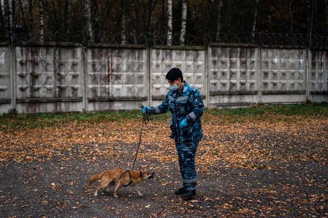 Una experta del servicio canino de la aerolínea rusa Aeroflot entrena a un perro para detectar el coronavirus en biomaterial de personas infectadas cerca del aeropuerto Sheremetyevo (Rusia). (Dimitar DILKOFF / AFP).