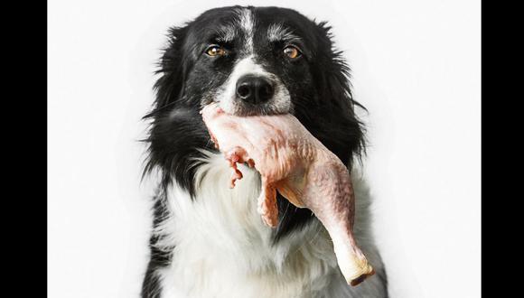 Mascotas: ¿Mi perro puede comer pollo? Experto responde y aconseja |  FAMILIA 
