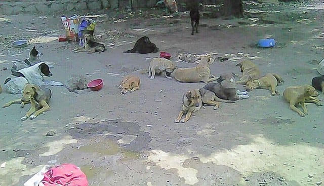 Tragedia en albergue de animales de Chepén. Foto: Facebook Refugio de Animales Entre Patas Chepén.
