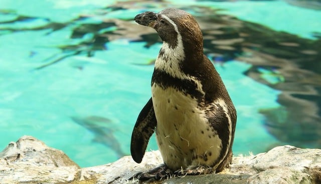 El pingüino demostró ser muy amistoso. (Pixabay / pompi)