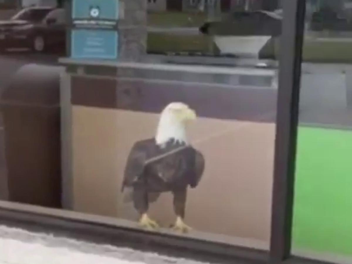 Facebook viral | Águila deja un agujero enorme tras chocar contra la  ventana de oficina y escapar volando | Estados Unidos | USA | FB | Animales  | Face | Video | VIRAL 