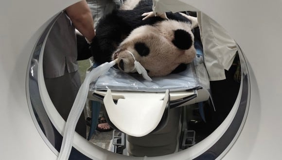 El panda gigante Tuan Tuan, quien fue regalado a Taiwán por China en 2008, mientras se somete a una resonancia magnética en el zoológico de Taipei. (Photo by Handout / Taipei Zoo / AFP)