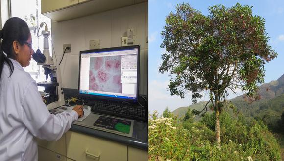 INIA: Descifrar el genoma cloroplastidial del emblemático árbol de la quina. (INIA - Midagri)