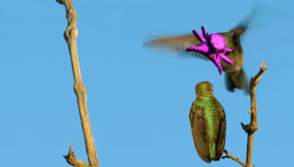 No, no se trata de un tumor, así es la cabeza de este colibrí de apenas 8 cm.