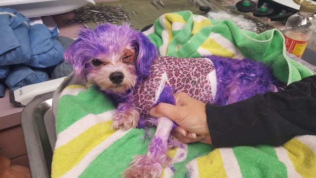 Perrita casi muere luego de que su dueño le tiñera el pelo con tinte para humanos. Foto: Facebook