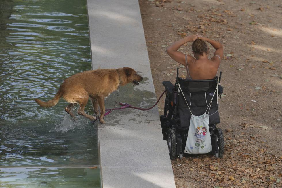 Un perro se da un chapuzón para refrescarse en Madrid, España, el miércoles 11 de agosto de 2021. (AP/Paul White).