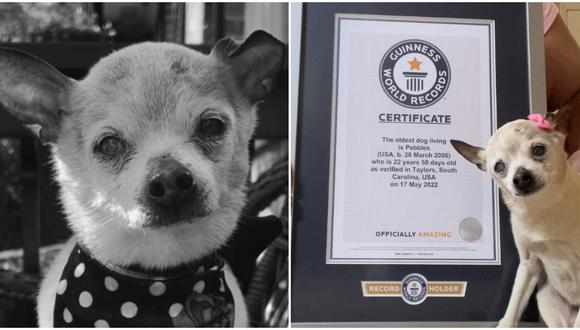 Pebbles recibió el título al perro más longevo del mundo. (Foto: Instagram | pebbles_since_2000)