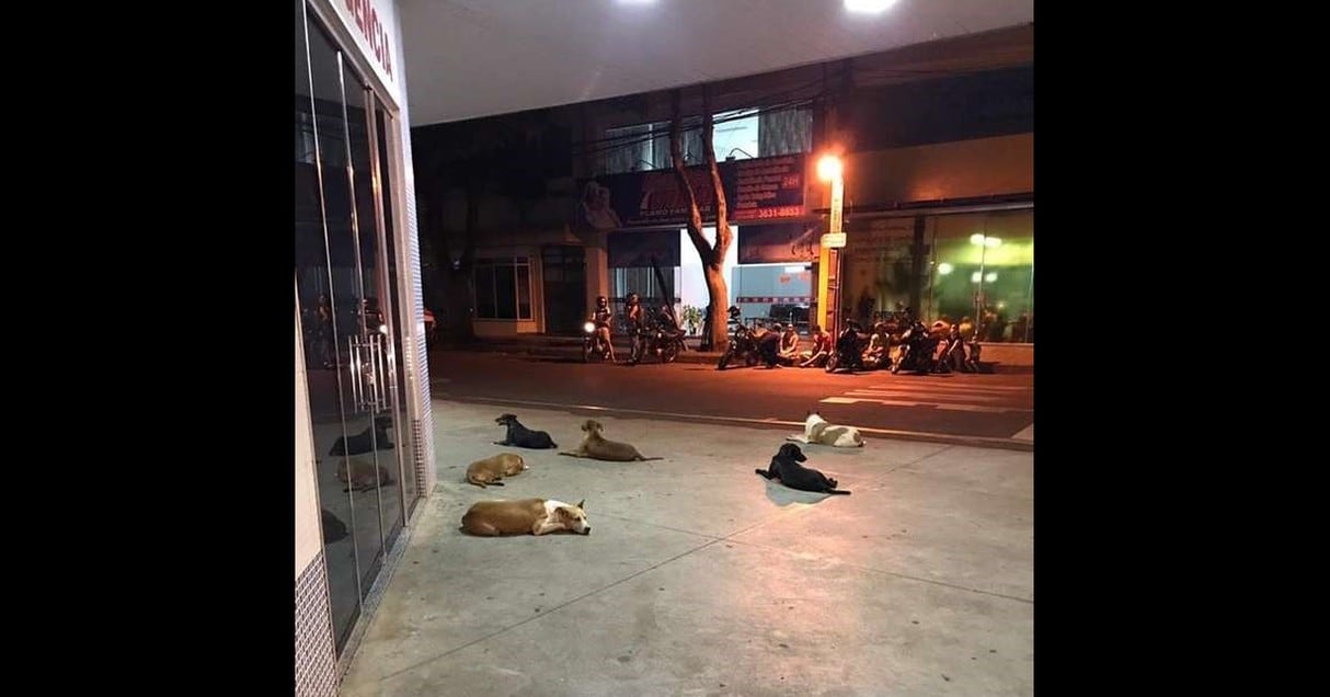Seis perritos esperaron que a dueño en la puerta de hospital