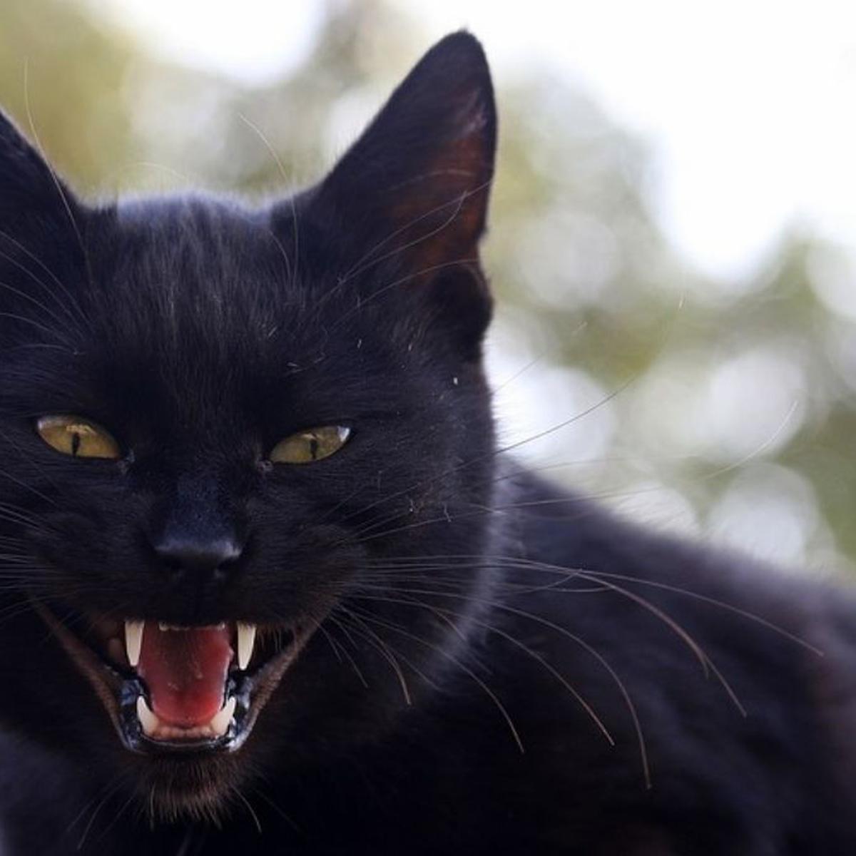 Qué soñar con gatos de color negro? | RESPUESTAS |