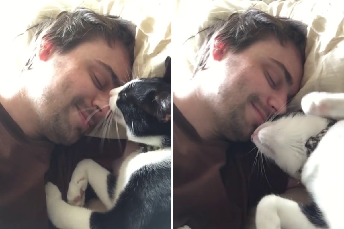 El gato 'Bino' se convirtió en una celebridad instantánea en las redes sociales por su tierno modo de despertar a su dueño. (Foto: Twitch en YouTube)