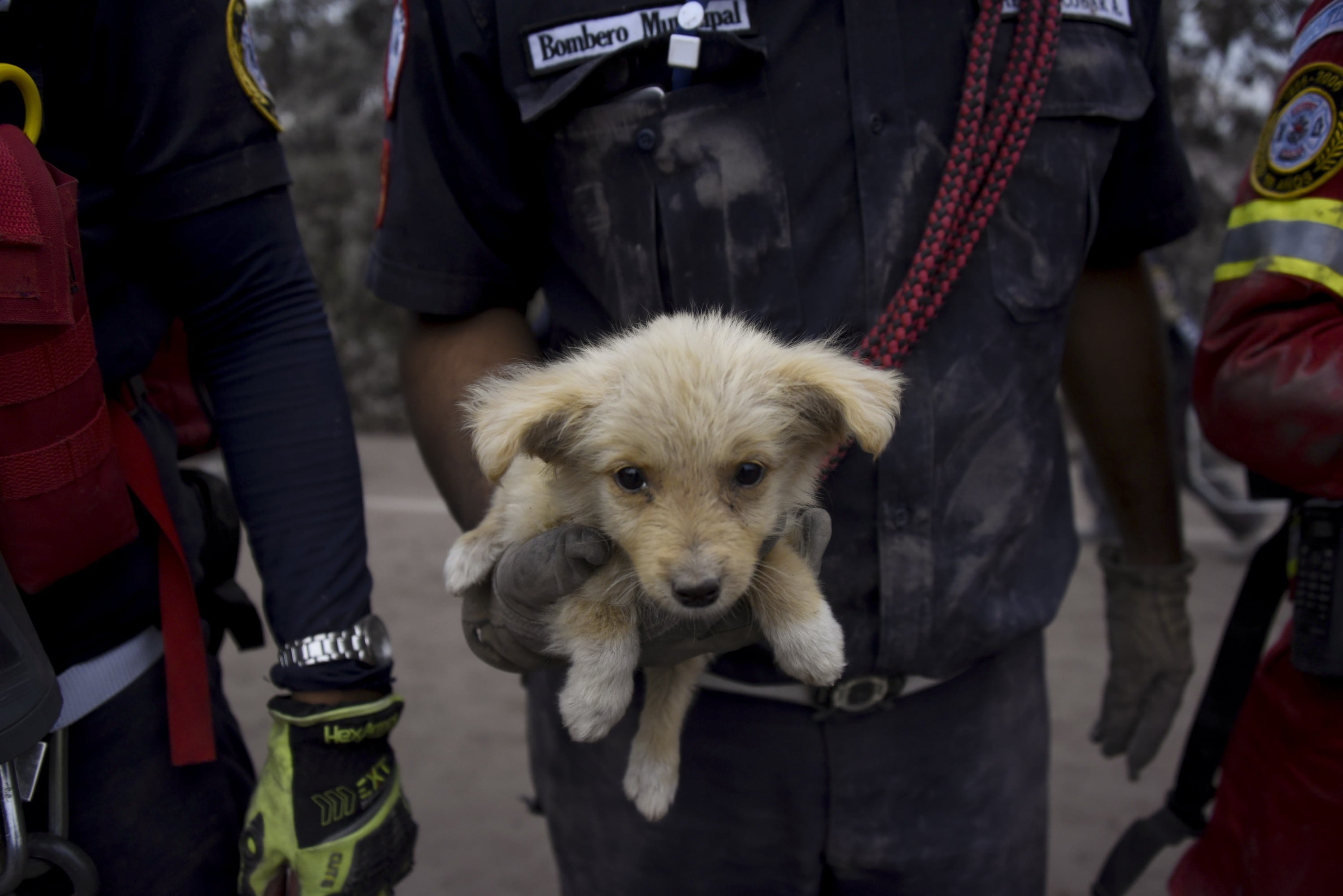 Rescate de animales en Guatemala. Fotos de AFP