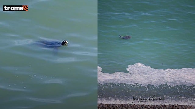 Barranco: captan a tortugas nadando en playa barranquina (Fotos: José Ignacio Maúrtua)