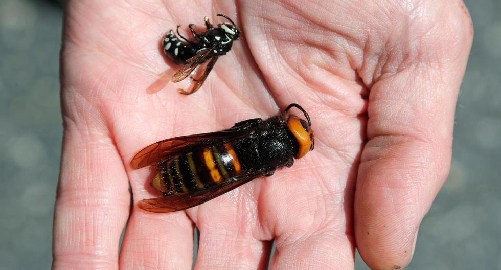 Imagen de archivo. El entomólogo del Departamento de Agricultura del Estado de Washington, Chris Looney, muestra un avispón gigante asiático muerto. (AFP / POOL / Elaine Thompson).