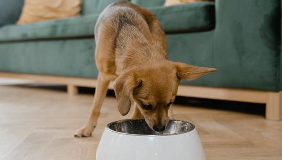 Aquí te dejamos algunos trucos para quitar los residuos de comida acumulados en el plato de tu perro para que queden limpios y relucientes. (Foto: Pexels)