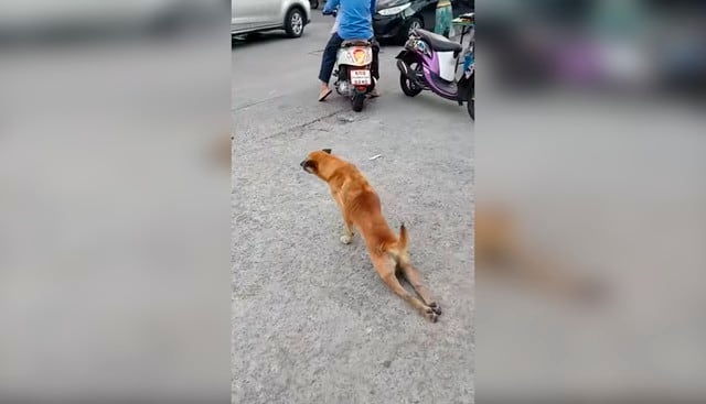 Perro fingió no poder caminar para dar lástimas y que transeúntes le den comida. Ocurrió en una calle de Tailandia. (Foto: YouTube|ViralHog)
