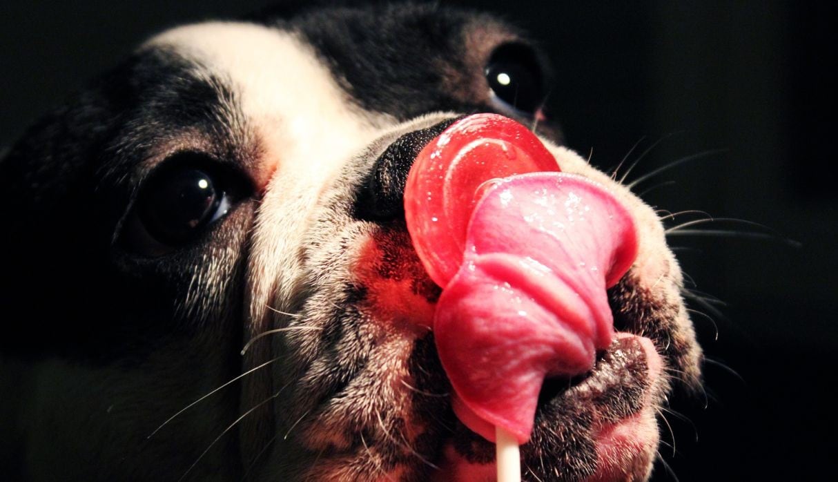 Todos han quedado impactados con la habilidad de este bulldog francés para escapar. (Foto: Pixabay)