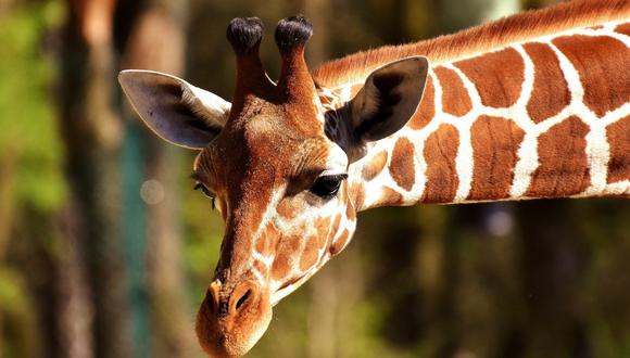 Un video viral muestra el peculiar movimiento que hacen las jirafas para agachar su largo cuello y alimentarse de algo más aparte del follaje de los árboles. | Crédito: Pixabay / Referencial.