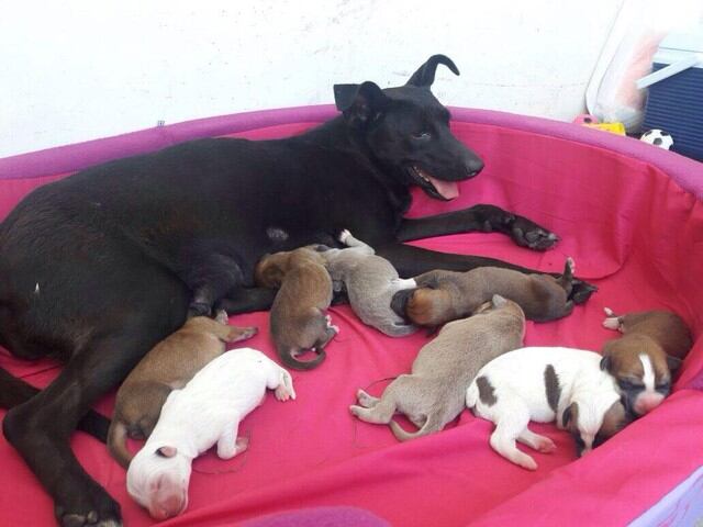 Can y sus crías fueron atendidos por equipo de veterinarios de la Municipalidad de Lima.