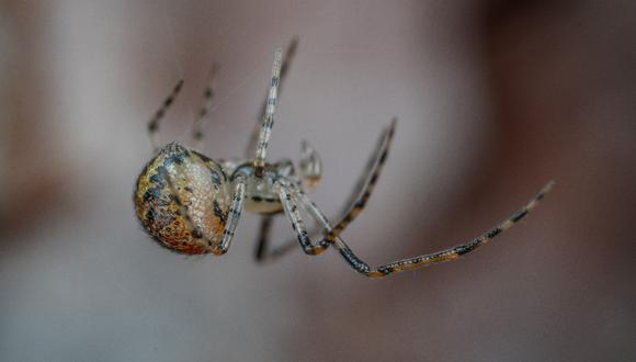 Cómo mantener a las arañas alejadas de nuestra casa: el truco definitivo. (Foto: Pexels)