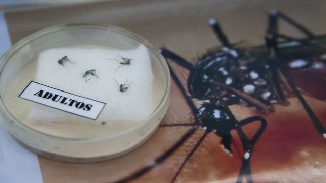 El virus zika puede provocar microcefalia fetal. Foto: AFP