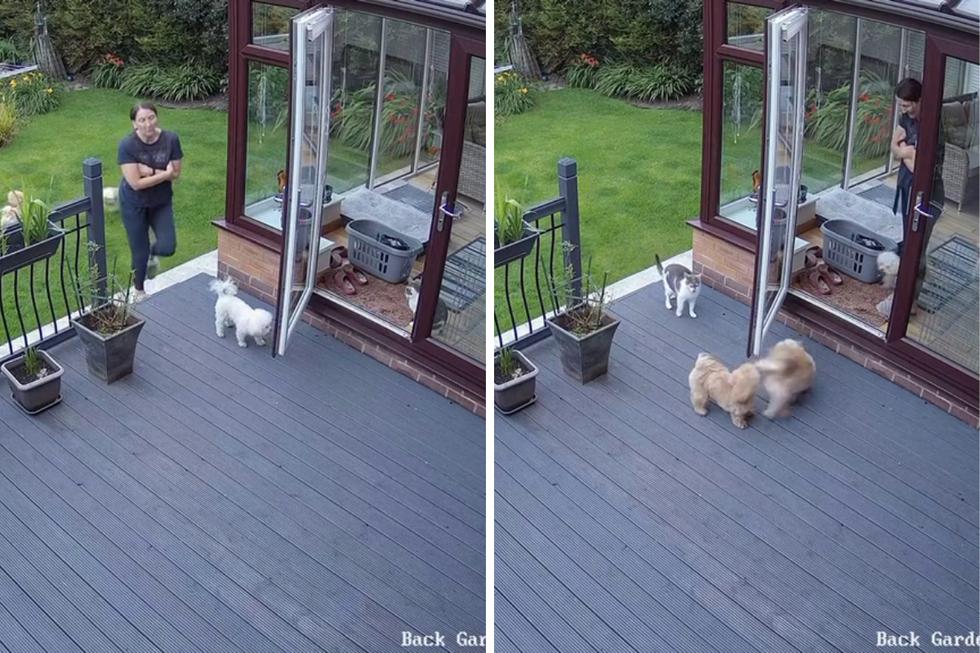 FOTO 1 DE 5 | Un video viral muestra cómo un gato mete a la fuerza a la casa a unos perros traviesos. | Crédito: @katiedavies72 / TikTok. (Desliza a la izquierda para ver más fotos)