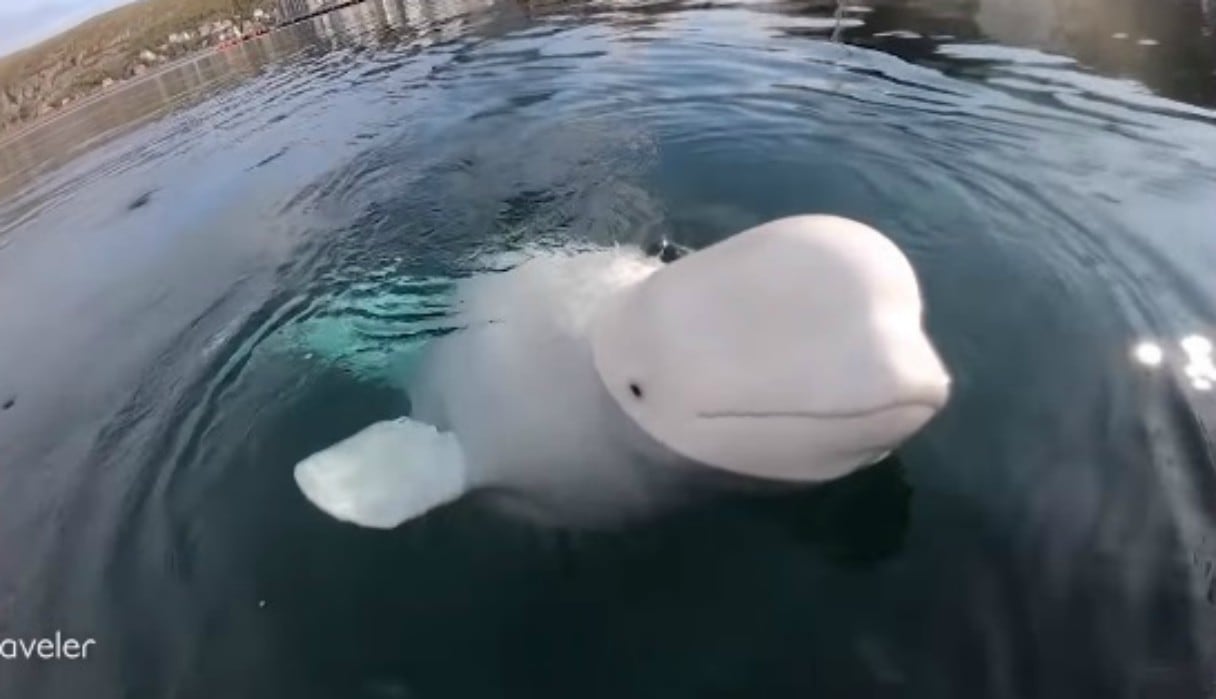 Una ballena beluga robó una GoPro, la tiró al fondo del mar y la devolvió poco después. (Foto: Captura)