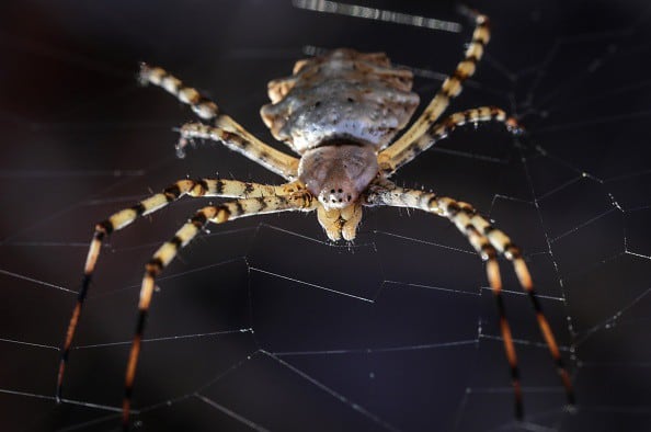Un impresionante video muestra cómo una araña envuelve a su presa.