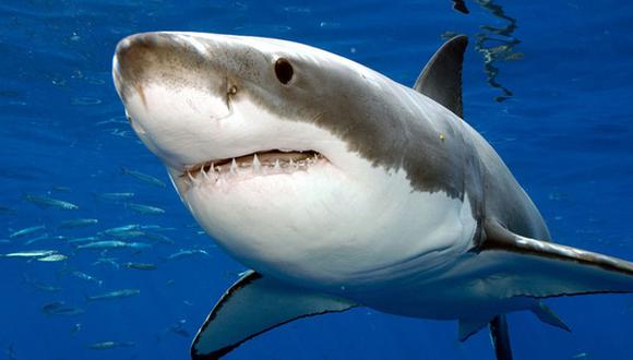 Existen muchas especies de tiburones, pero el tiburón blanco es uno de los más temibles, grandes y asesinos de todos ellos. | Foto: Archivo GEC
