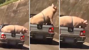 ¡Crueldad animal! Transportan a cerdo y cabra de forma ilegal en Brasil