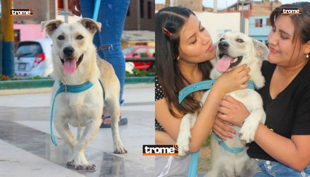 Chato, el perro que esperó más de un mes a su dueño en hospital de Huacho sin saber que murió | Fotos: TROME