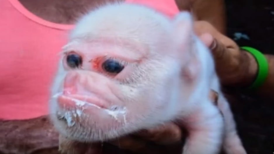 El cerdito con ‘cara de mono’ murió cuatro días después de nacer. Foto: Captura de video