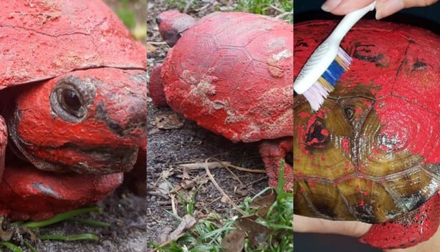 Recuperación de tortuga pintada con aerosol. Foto: Facebook / Swamp Girl Adventures