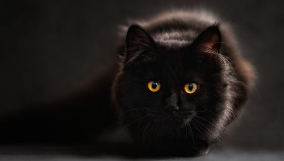 Al igual que el gato negro, el Martes 13 está asociado a la mala suerte. (Foto: Pexels)