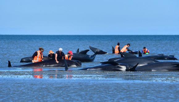 El departamento de Conservación de Nueva Zelanda señaló que 29 ballenas piloto de aleta larga ya estaban muertas. (Foto: Marty MELVILLE / AFP)