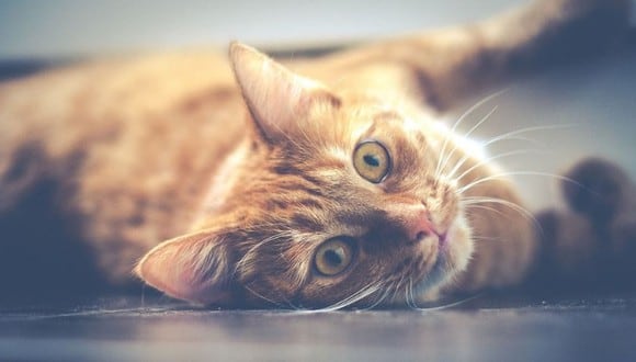 Las gatas deben parir al menos una vez en la vida. Las gatas no tienen porqué pasar ningún trauma en absoluto al no tener ninguna camada de gatitos. (Foto: Pixabay)
