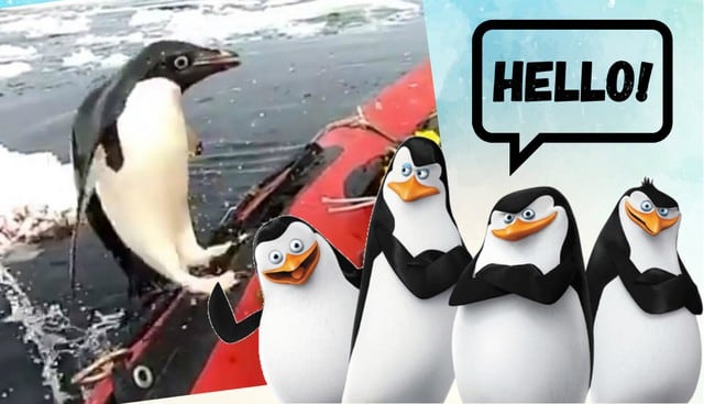 Curioso pingüino sorprende con saludo a exploradores de la Antártida