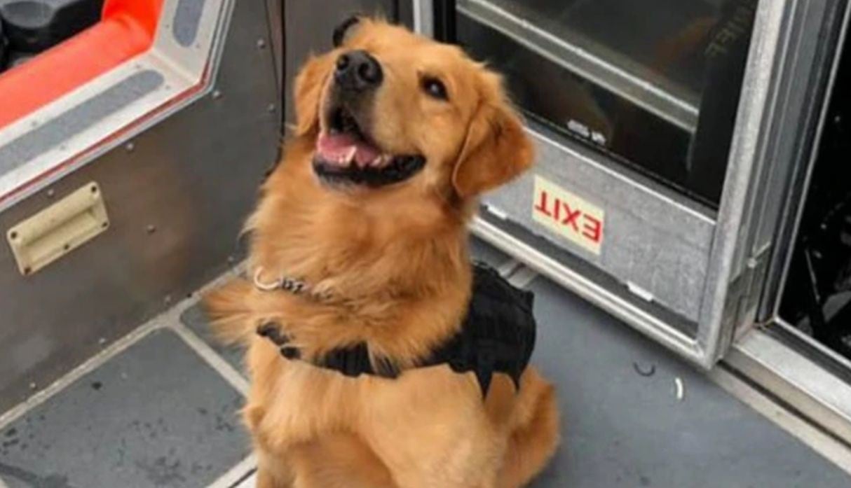 Un perro antidrogas tuvo que ser llevado de emergencia a una veterinaria tras sufrir una sobredosis, en Estados Unidos. (Fotos: Twitter)