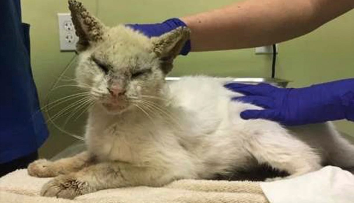 Creyeron que gato rescatado de la calle era ciego, pero lo curaron y se llevaron una gran sorpresa. (The Dodo / Facebook)