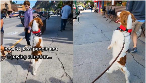 Perro que camina como humano se hace viral en TikTok. (Foto: @dexterdogouray / TikTok)
