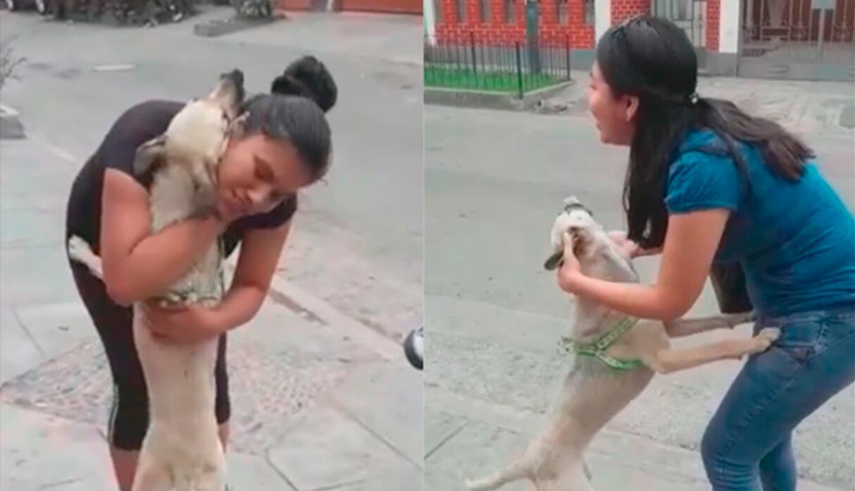 Facebook viral: La reacción de una perrita que estuve perdida al ver a su familia de vuelta enternece las redes | VIDEO | FB | Face | Perú