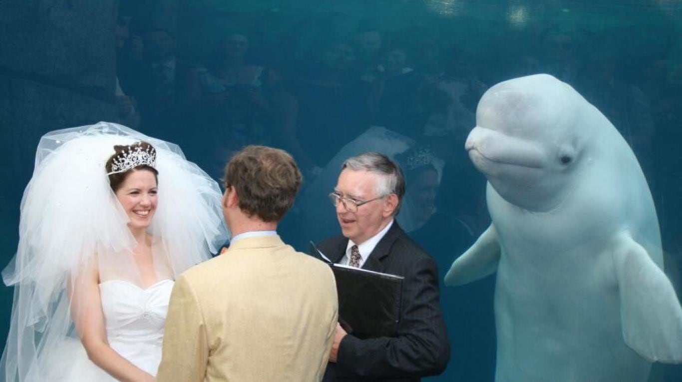 Beluga en boda