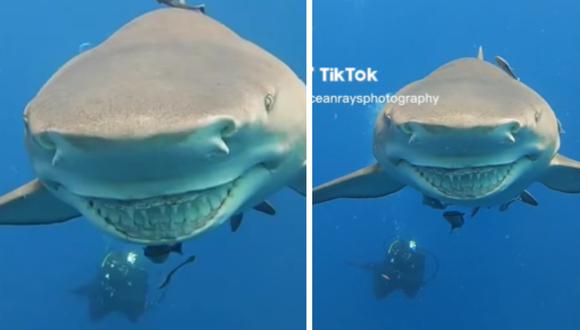 La bestia marina fue grabada mientras parecía reír ante la cámara. (Captura: @oceanraysphotography)
