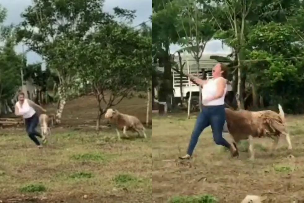 Una mujer aprendió a la mala a jamás molestar a un carnero dentro de su corral. (Fotos: @momentosvirales en TikTok)