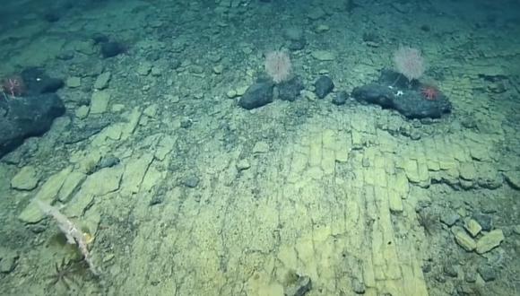 Descubren de casualidad un "camino de ladrillos amarillos" en el fondo del océano Pacífico. (Foto: EVNautilus / captura)