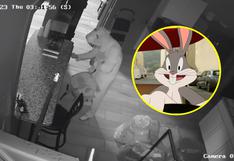 Ladrón sorprende a todos al robar en una lavandería con inusual traje: se vistió de conejo