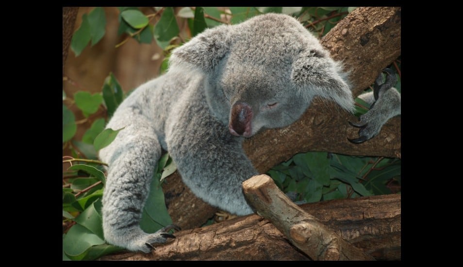 Un koala se 'infiltró' en el auto de un australiano para escapar del inclemente calor. (Foto: Pixabay/Referencial)