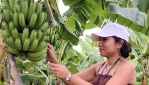 El Minagri a través del INIA incorpora 20 variedades de banano orgánico de alta calidad genética con resistencia al nocivo hongo Fusarium 4 tropical. (foto referencial)
