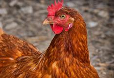 Le coloca mascarilla a su gallina para protegerla de la gripe aviar